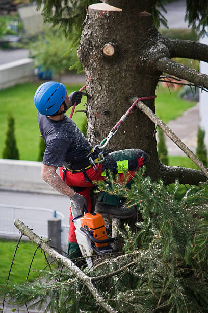 How Our Tree Care Process Works  in  Jenkins, KY